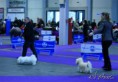 /album/fehova-winter-dog-show/mg-0292-copy-jpg/